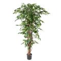 Ficus artificiel LIANES GF