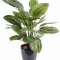Calathea artificiel ROSEOPICTA