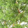 EUCALYPTUS Artificiel TREE UV