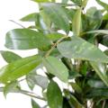 Dracaena artificiel SURCULOSA POT