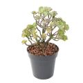 SUCCULENTE Artificielle MINI20