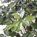 Schefflera artificiel EXOTICA BUISSON
