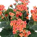 Kalanchoe artificiel