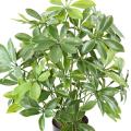 SCHEFFLERA Artificiel POT PLAST 50 UV