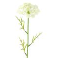 DAUCUS Artificiel