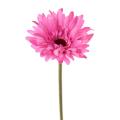 Gerbera
