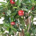Pommier artificiel