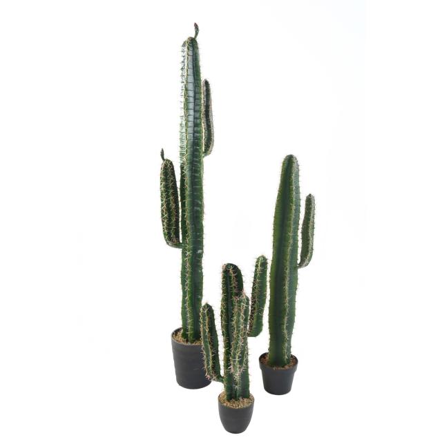 Cactus Cereus Artificiel