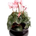 Cyclamen artificiel *8
