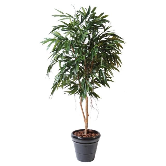 Ficus Artificiel Alii Royal