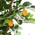 Citronnier Sunny