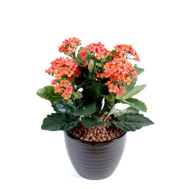 Kalanchoe artificiel