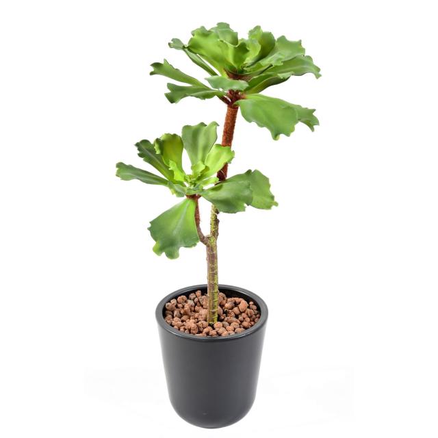 Succulente Artificielle 2 Fleurs