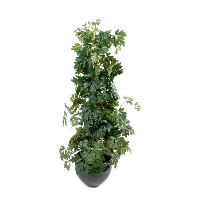Cissus artificiel