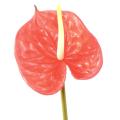 ANTHURIUM Artificiel SPRAY 58