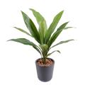 Dracaena artificiel CORDYLINE