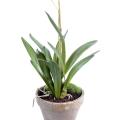 Orchidee artificielle DANCING LADY POT TERRE