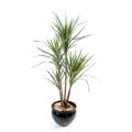 Dracaena artificiel MARGINATA