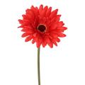 Gerbera