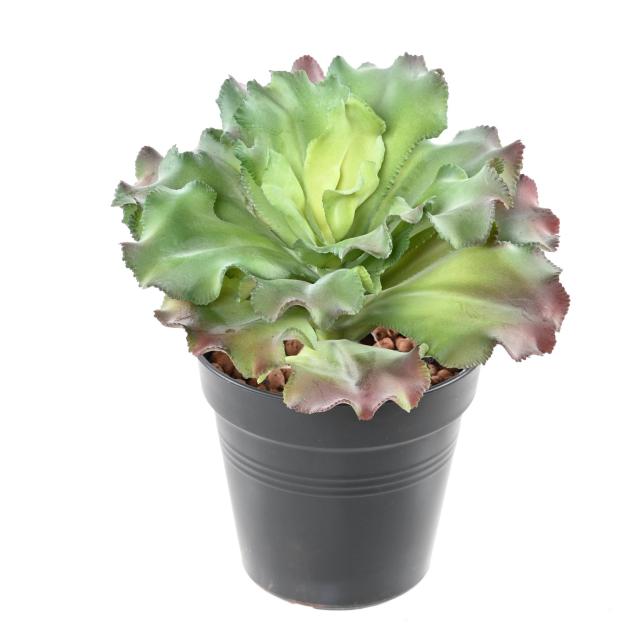 Succulente Artificielle Bicolore