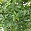SCHEFFLERA Artificiel BUISSON PLAST UV