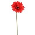 Gerbera
