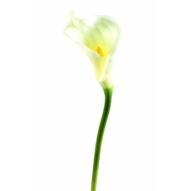 Arome M Artificiel (ARUM)