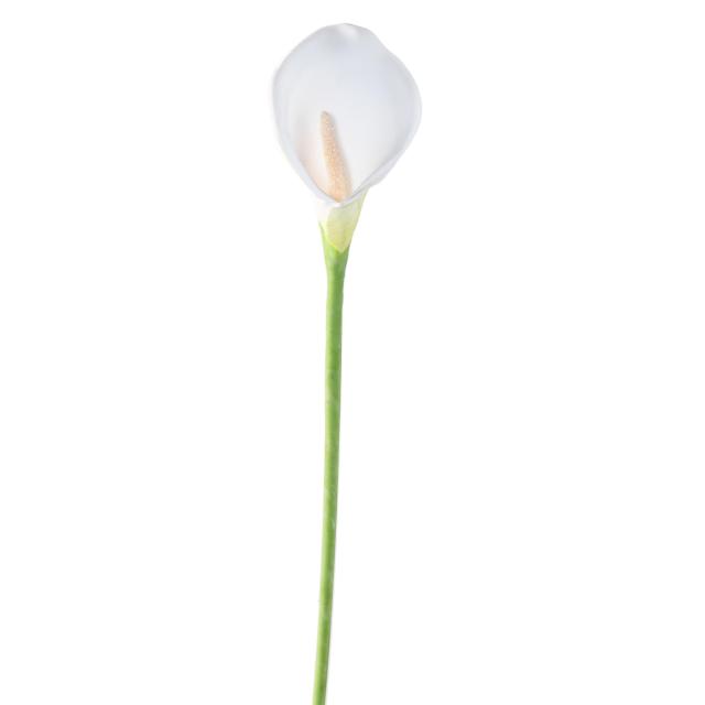 AROME Artificiel (ARUM)