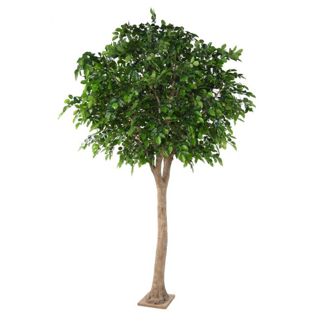 Hêtre Tete Artificiel