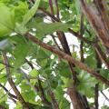 Platane artificiel ARBRE