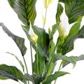 SPATHIPHYLLUM Artificiel PLAST 5 Fl
