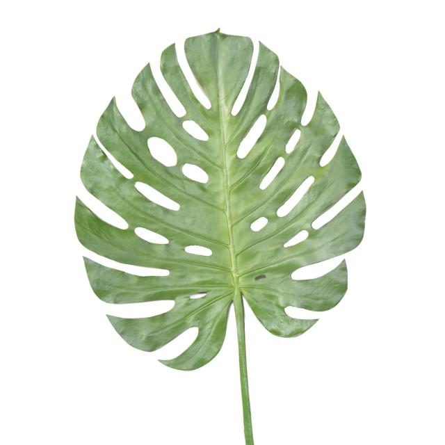 Branche Artificielle Philodendron Monstera