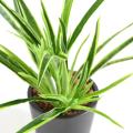 DRACAENA PLANT Artificiel