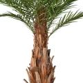 Palmier artificiel CANARIE