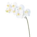 PHALAENOPSIS Artificielle TIGE