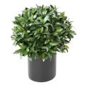 LAURIER NOBILIS Artificiel NEW BOULE UV
