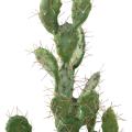 CACTUS Artificiel