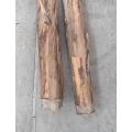 BANANIER Artificiel GEANT *2