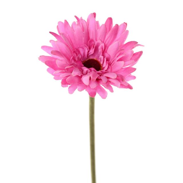 Gerbera