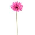 Gerbera