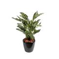 Maranta artificiel calathea makoyana*40F
