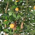 ORANGER Artificiel ARBRE T