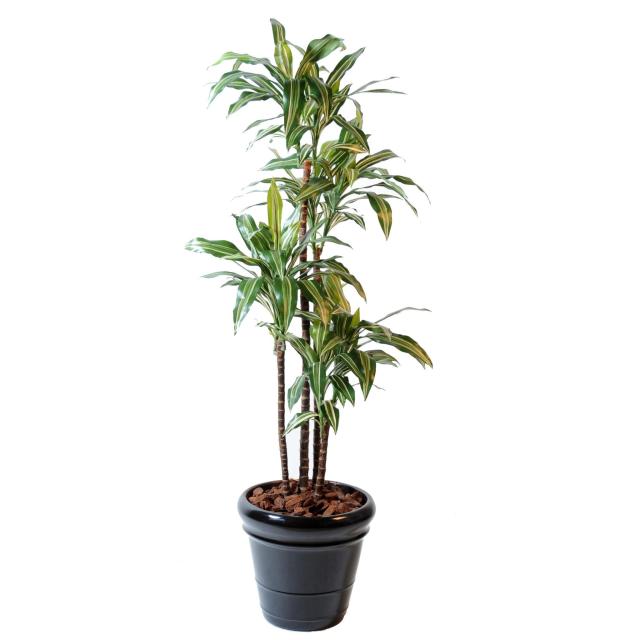 Dracaena artificiel FRAGRANS *4