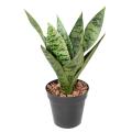 SANSEVIERIA Artificiel PIQUET *9