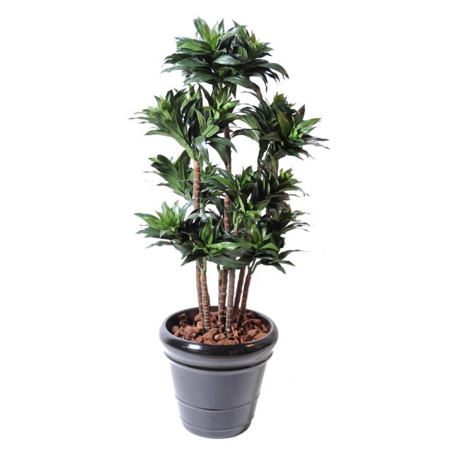 Dracaena artificiel FRAGRANS COMPACTA