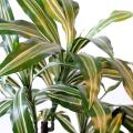 Dracaena artificiel FRAGRANS *3