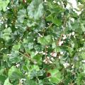GINKGOBILOBA Artificiel TREE