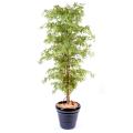 Aralia artificiel new (erable)