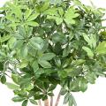 SCHEFFLERA Artificiel BUISSON PLAST UV