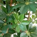 Schefflera artificiel BABY TREE